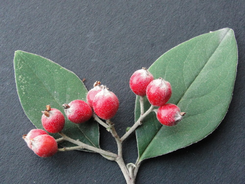 Hairy Cotoneaster (Cotoneaster vestitus)