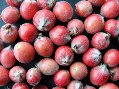 Cotoneaster vestitus