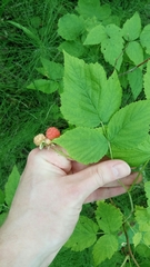 Rubus idaeus
