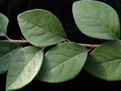 Cotoneaster vestitus