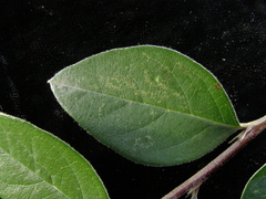 Cotoneaster vestitus
