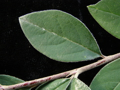 Cotoneaster vestitus