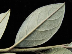 Cotoneaster vestitus