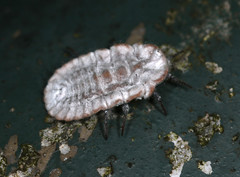 Monophlebidae