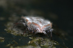 Monophlebidae