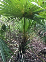 Coccothrinax alta