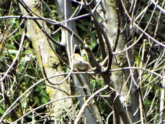 Passer domesticus