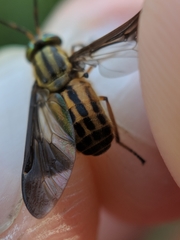 Chrysops aberrans