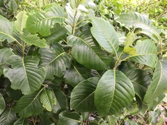Pisonia albida