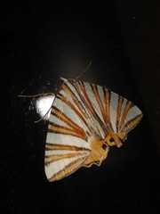 Pityeja histrionaria