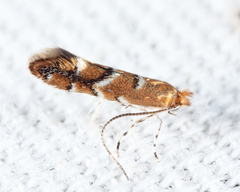 Cameraria bethunella