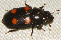 Glischrochilus obtusus