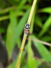 Paragus crenulatus