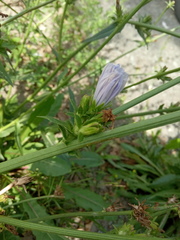 Cichorium intybus