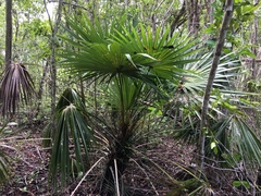 Coccothrinax alta
