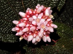 Miconia reflexa