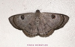 Argyrotome melae
