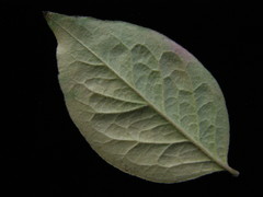 Cotoneaster villosulus