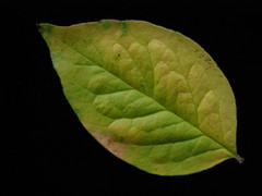 Cotoneaster villosulus