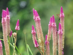 Celosia spicata