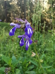 Salvia laevis