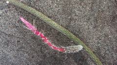 Peniocereus lazaro-cardenasii