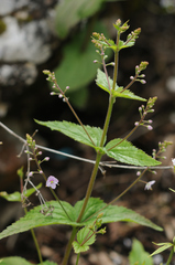 Veronica urticifolia