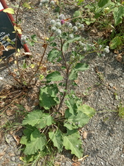Arctium tomentosum
