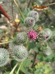 Arctium tomentosum