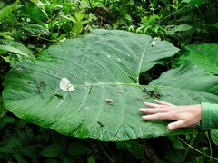 Xanthosoma undipes