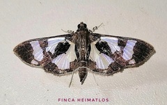 Desmia bajulalis