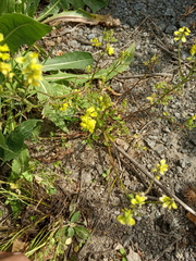 Melilotus officinalis