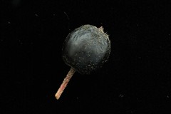 Cotoneaster villosulus