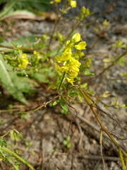 Melilotus officinalis