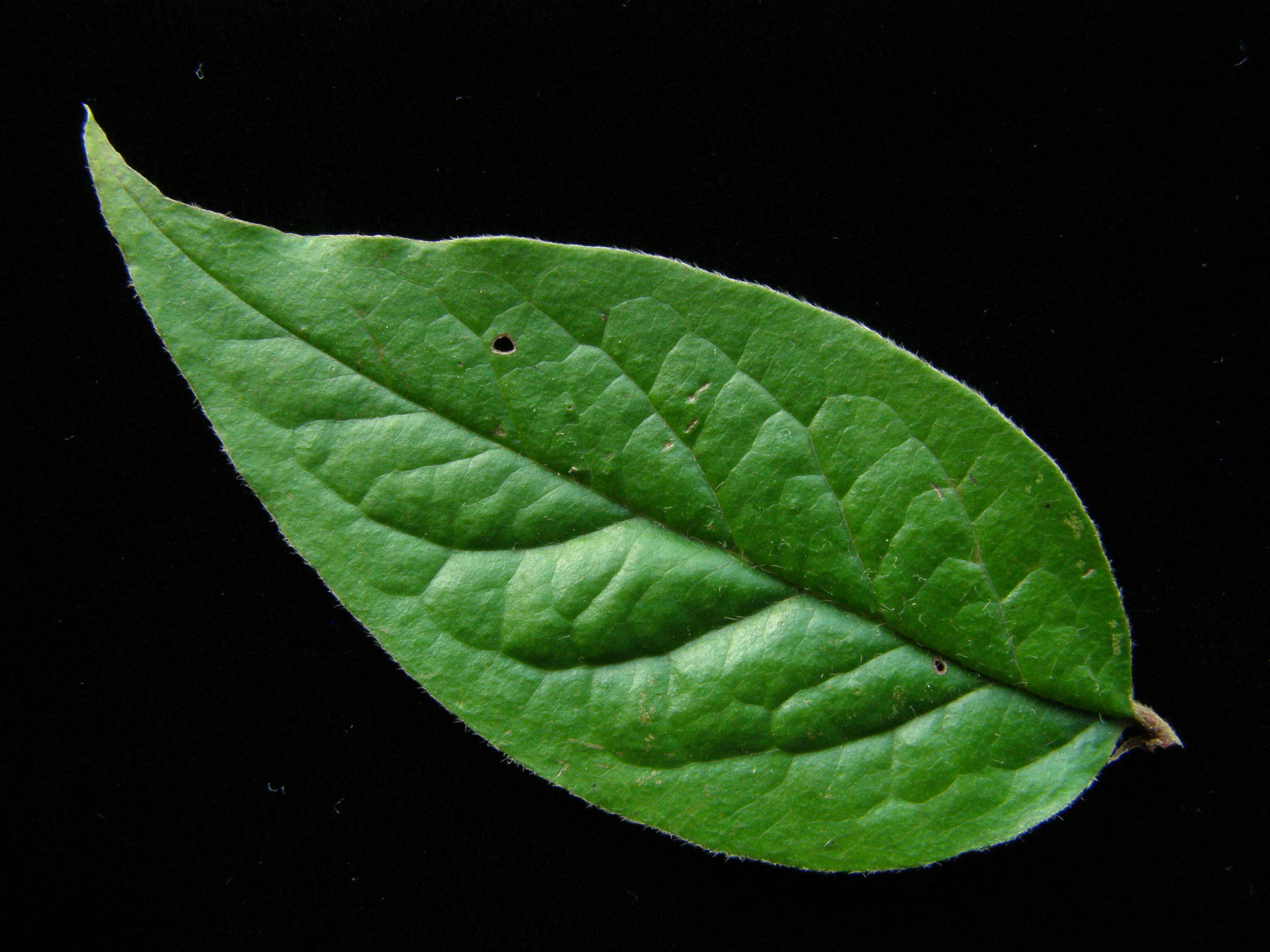 Cotoneaster villosulus