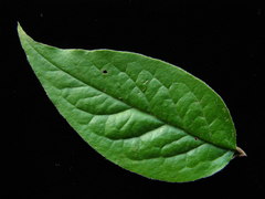 Cotoneaster villosulus