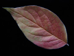 Cotoneaster villosulus