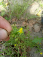 Potentilla norvegica