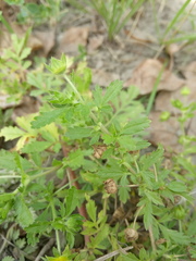 Potentilla norvegica