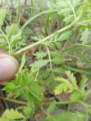 Potentilla norvegica