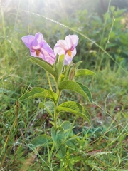 Lycianthes moziniana