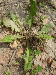 Taraxacum officinale