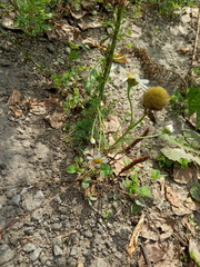 Tripleurospermum inodorum