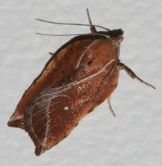 Arachnographa micrastrella