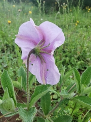 Lycianthes moziniana