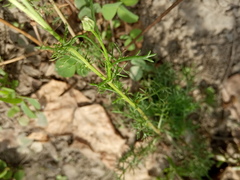 Tripleurospermum inodorum