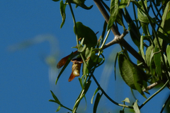 Polistes comanchus