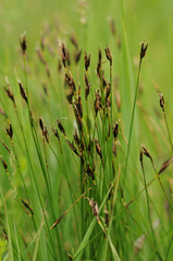 Schoenus ferrugineus