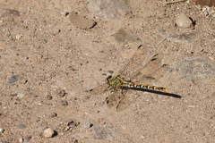 Erpetogomphus designatus
