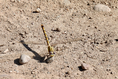 Erpetogomphus designatus